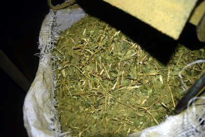 Energy and Weight Loss with Yerba Mate