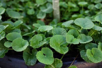 Gotu Kola Supports Brain Health