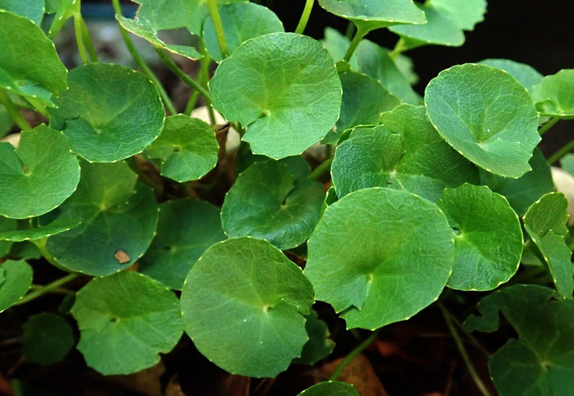 Gotu Kola Supports Brain Health