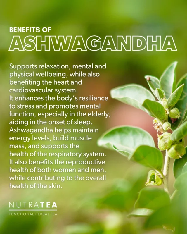 🌿 Ashwagandha: Nature's Powerhouse for Balance and Vitality 🌟 Known as an adaptogen, Ashwagandha has long been celebrated for its ability to help the body adapt to stress, boost energy, and support overall wellbeing. From promoting mental clarity to enhancing physical stamina, this versatile herb is the key to finding balance in a busy lifestyle. At NutraTea, we’ve harnessed the benefits of Ashwagandha in blends like NutraBoost for energy and focus, NutraLust to enhance vitality, and NutraThyroid to support thyroid health. Whatever your wellness goal, we have a blend to help you thrive. Prioritise your health naturally with NutraTea. Explore our full range at www.nutratea.co.uk. #Ashwagandha #StressRelief #EnergyBoost #FunctionalTea #NutraTea #FeelYourBest #HerbalTea #HerbalGoodness #Adaptogen #HerbalRemedies #Naturopathy #Homeopathy #NaturalRemedies #HealthyLifestyle #Fitness